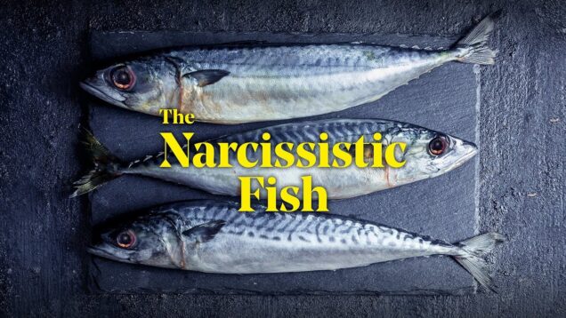 The Narcissistic Fish (Bordoli) Glasgow 2020